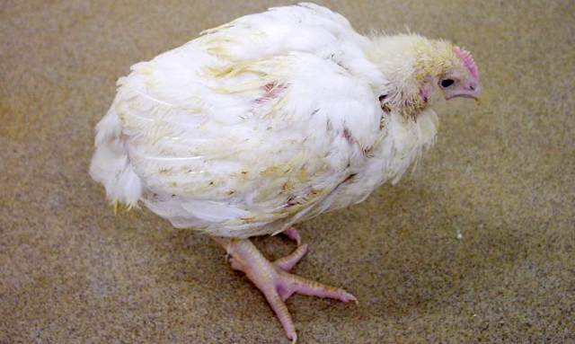 Phòng, trị bệnh cầu trùng ở gà - Tin tức Chăn nuôi - Tạp chí Chăn nuôi Việt Nam